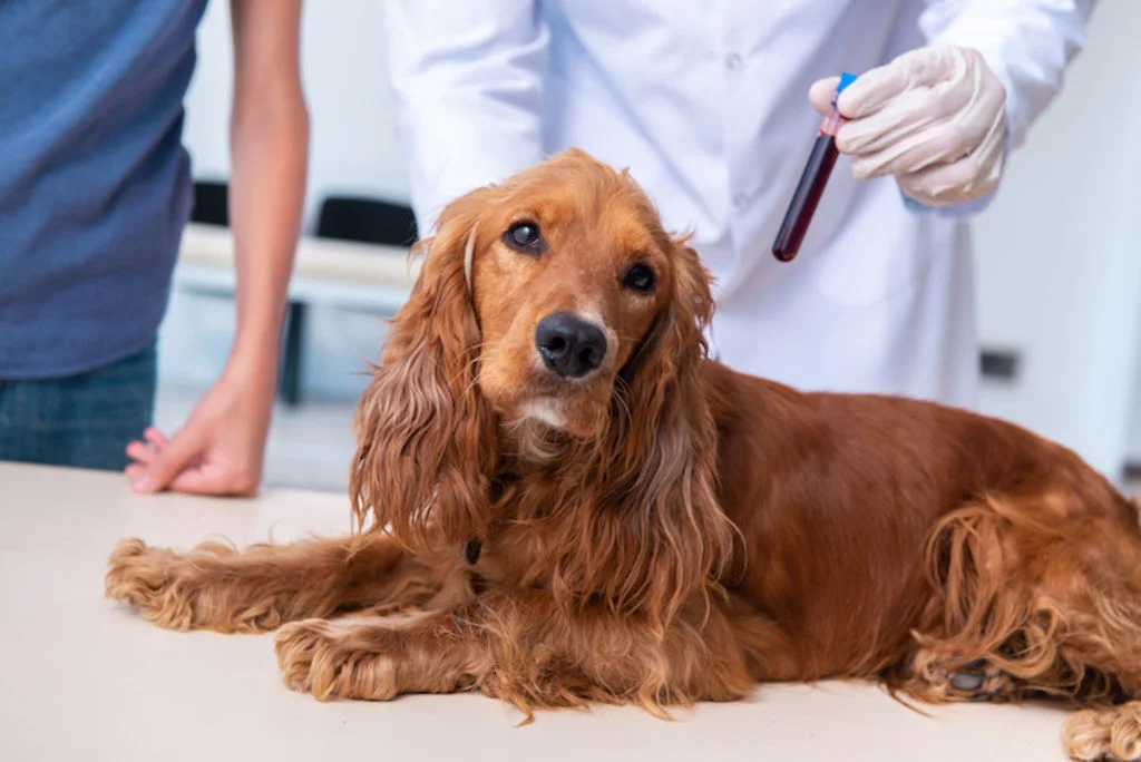 examen Insuffisance renale chien