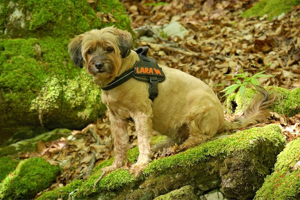 harnais pour chien