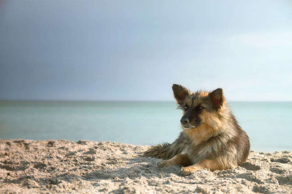 leishmaniose chien sud France