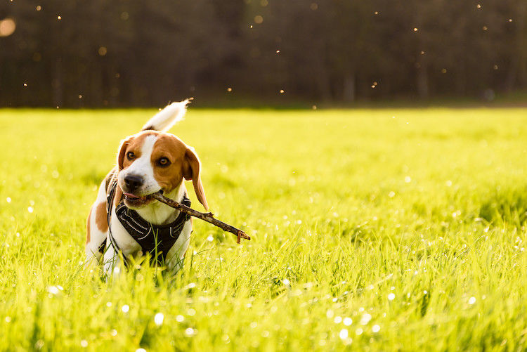 Un vaccin contre la leishmaniose chez le chien