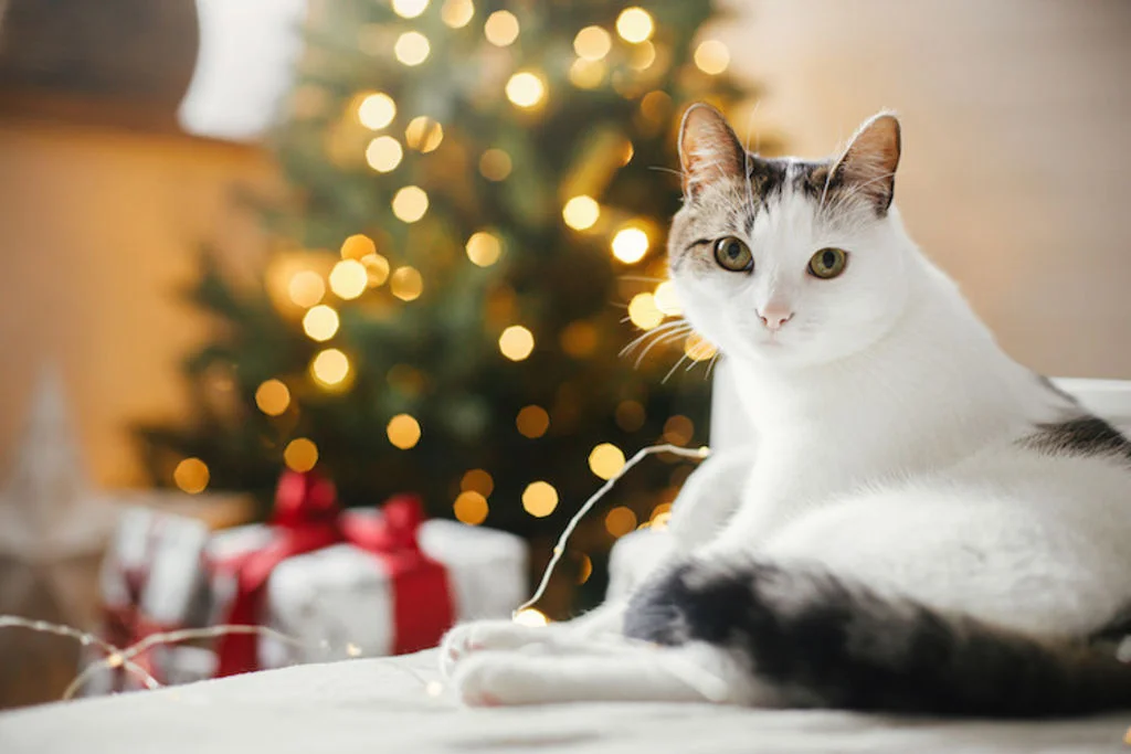 passer un bon noel avec son chat sans danger
