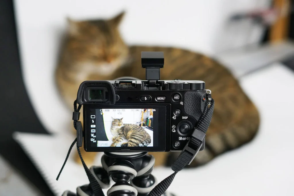 prendre en photo son chat a noel