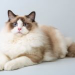 Race de Chat : Ragdoll