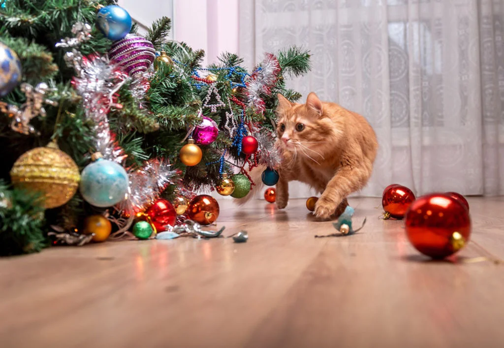sapin de noel et dangers pour le chat