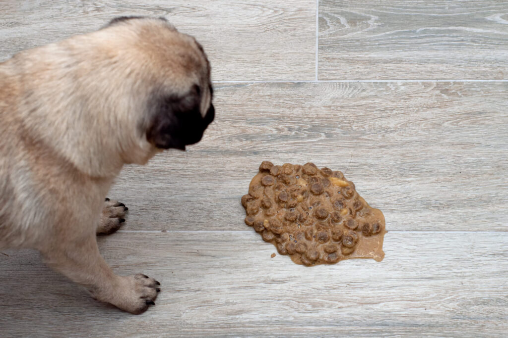 Chien qui vomit