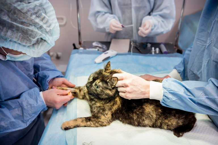 Stérilisation chez les chats : à quel prix ?