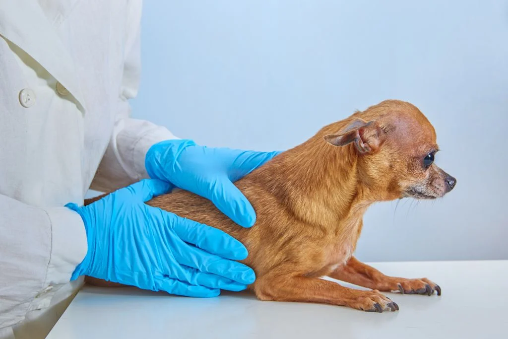 tumeur chien veterinaire