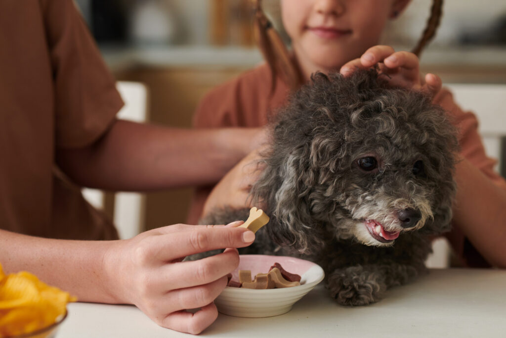 Chien qui refuse de manger