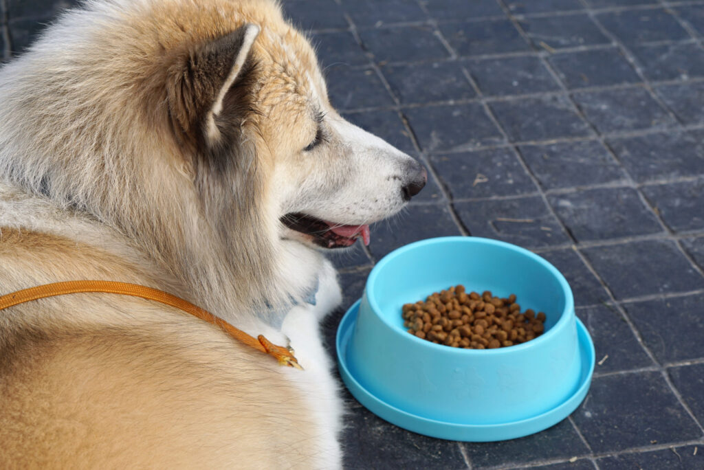 chien qui mange pas et reste couché