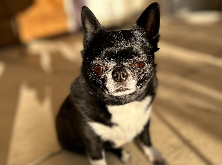 Quelle assurance santé choisir pour son Chihuahua ?