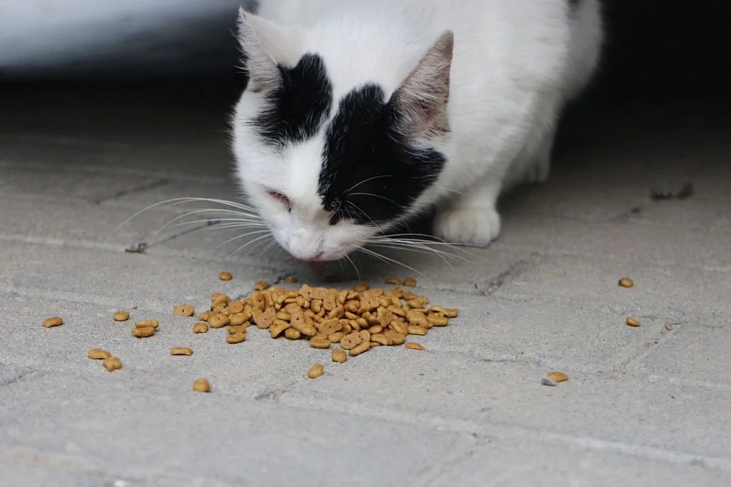 cat-6554893_1280