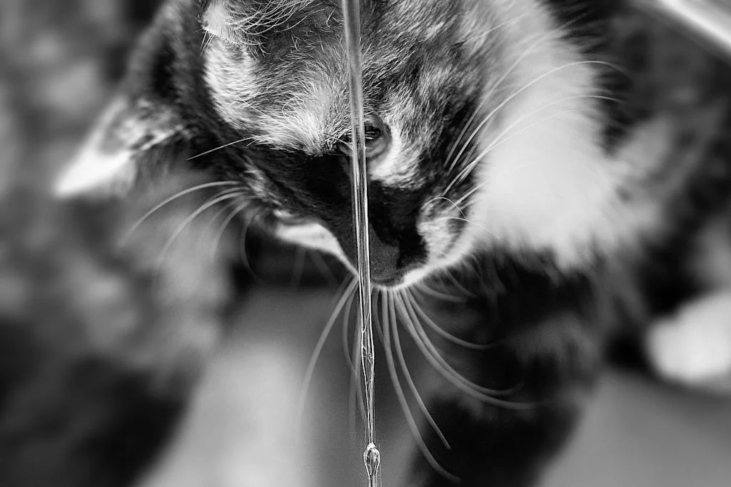 cat water