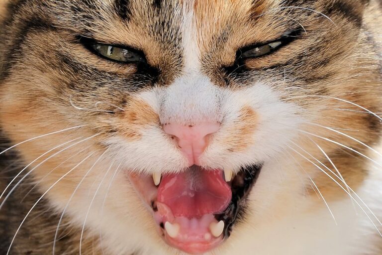 Mon chat est agressif : pourquoi et que faire ?