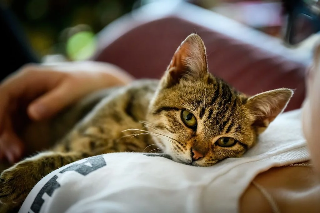 chat et humain