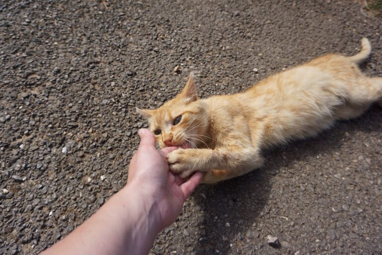Pourquoi mon chat me mordille ?