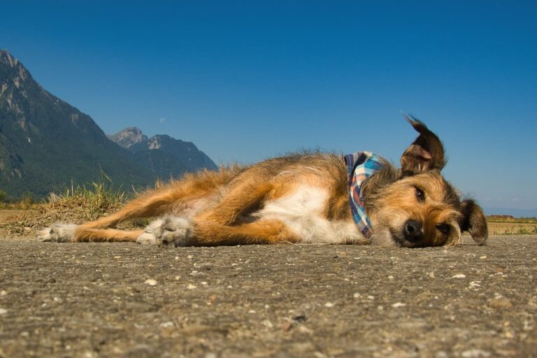 Mon chien ne mange plus et reste couché. Que faire ?