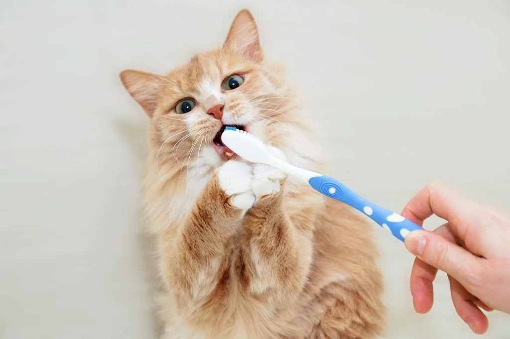 Brosse a dent chat