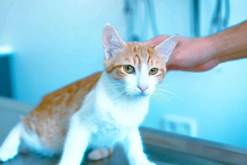 chat roux blanc veterinaire