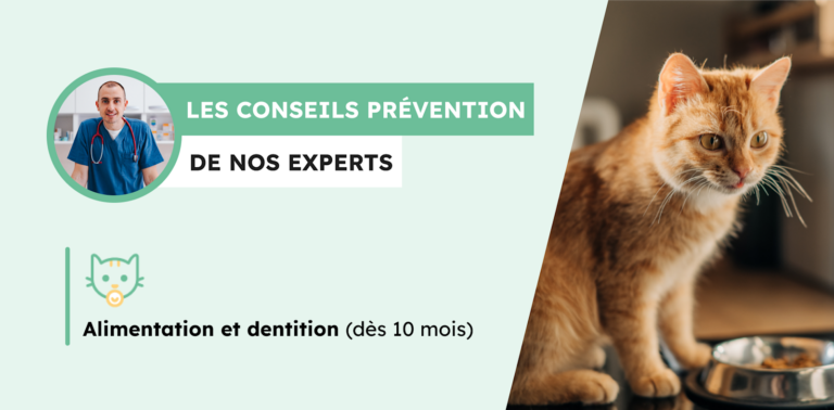 Alimentation et dentition du chat à 10 mois