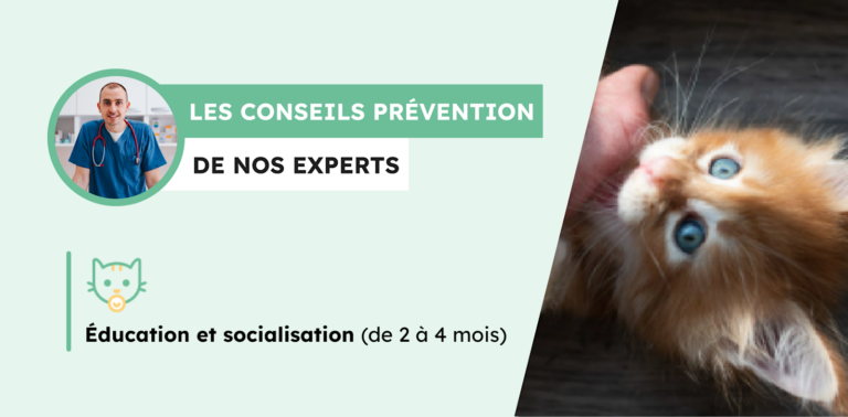 Socialisation et éducation du chaton 2 mois : nos conseils