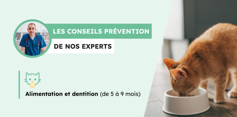 Alimentation et dentition du chat de 5 mois