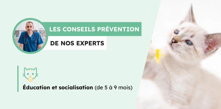 Éducation et socialisation du chat de 5 mois