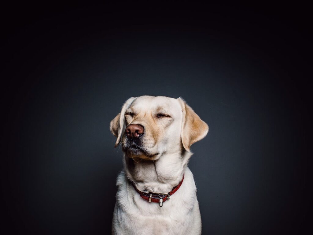 Qu&rsquo;est-ce qu&rsquo;un antihistaminique pour chien ?