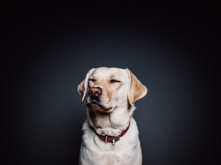 Qu&rsquo;est-ce qu&rsquo;un antihistaminique pour chien ?
