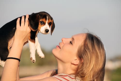 Leishmaniose canine : sensibilisez vos clients à la prévention