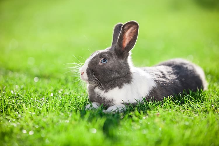 Un concours photo pour les lapins !