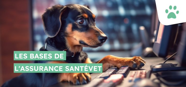 Les bases de l&rsquo;assurance Santévet