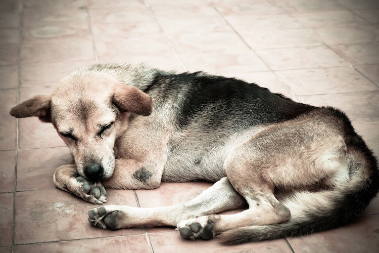 L&rsquo;anorexie chez le chien