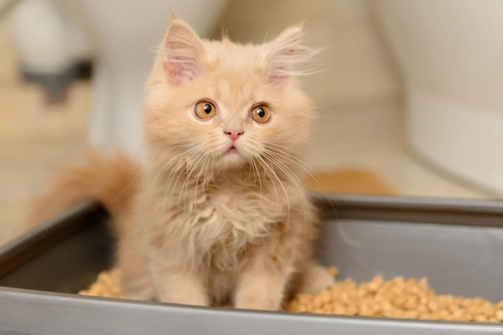 chaton dans la litiere