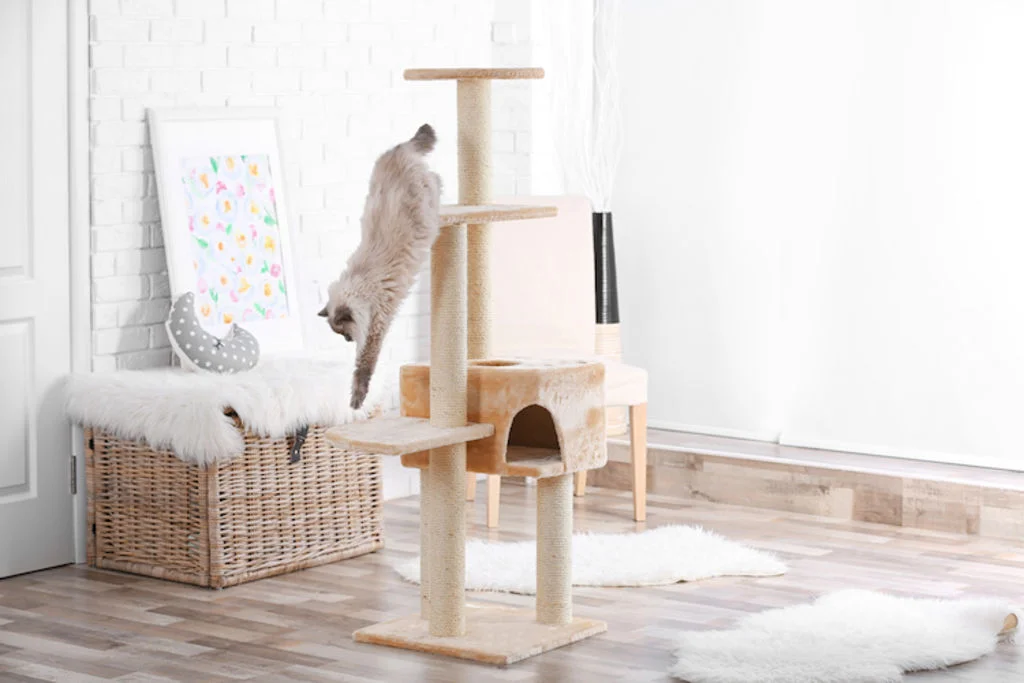 arbre a chat activites