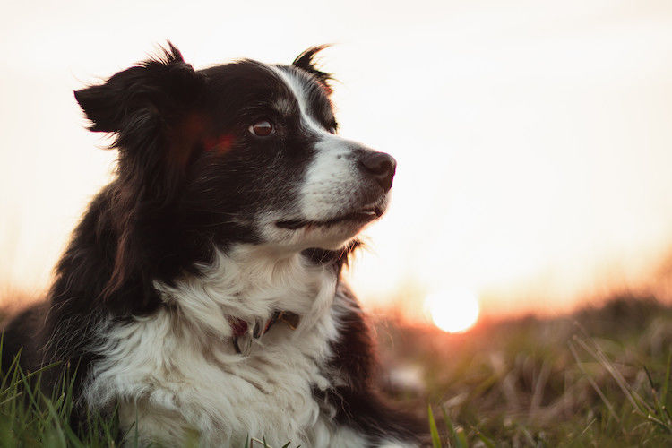 Chien importé du Maroc : un nouveau cas de rage