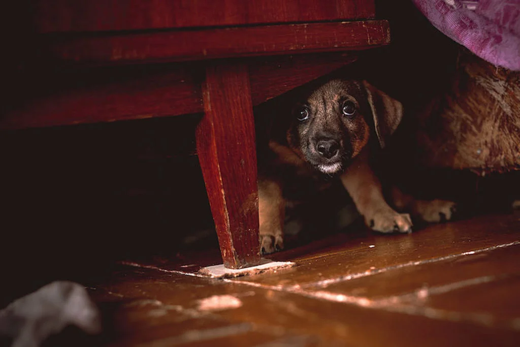 cambriolage vol de chien