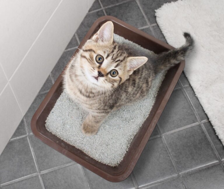Mon chat fait pipi partout et miaule, que dois-je faire ?