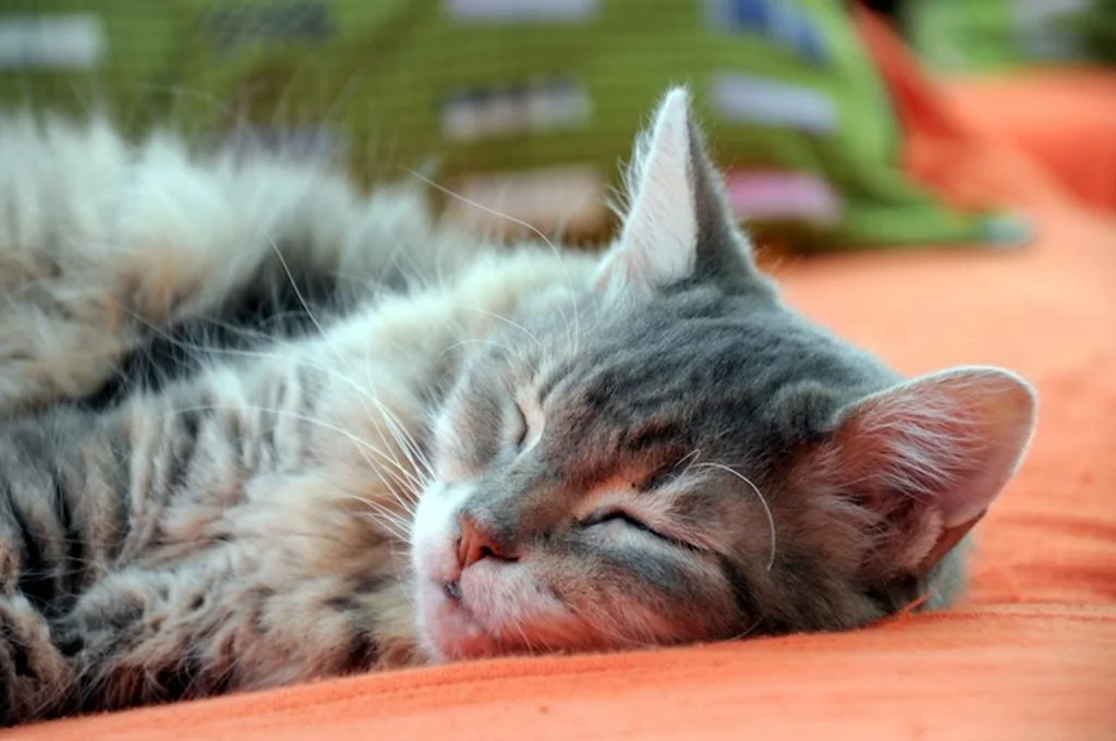 chat sedentaire surpoids obesite
