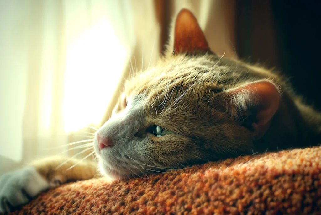 chat triste ennui