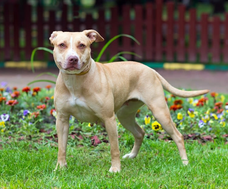 Hermaphrodisme chez le chien et chat : des cas très rares