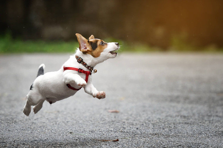 Hs-Ha : Hypersensibilité-Hyperactivité chez le chien
