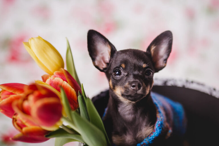 Chiens préférés des Français en 2023 : le classement