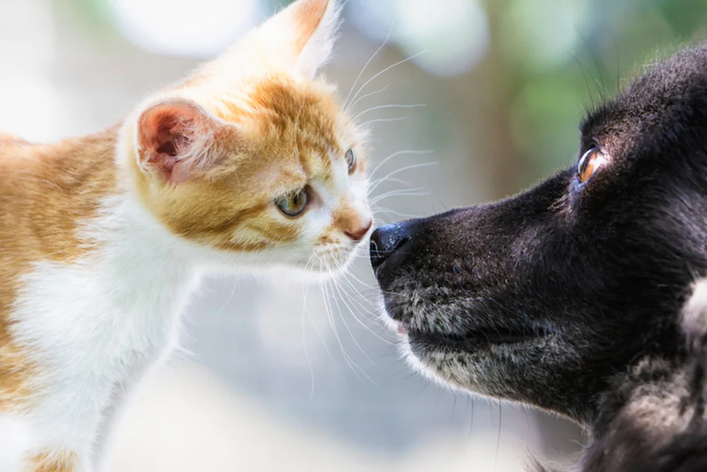 comme chien et chat