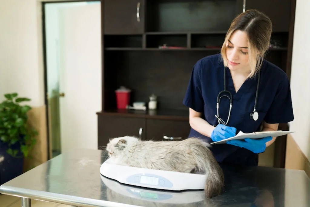 controle du poids du chat