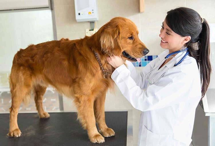 Prise en charge de la dysplasie coxo-fémorale chez le chien
