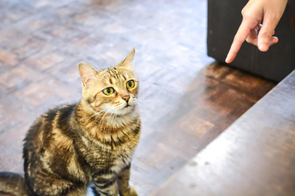 education du chat