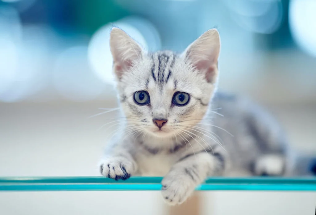 education du chaton Chaton peureux