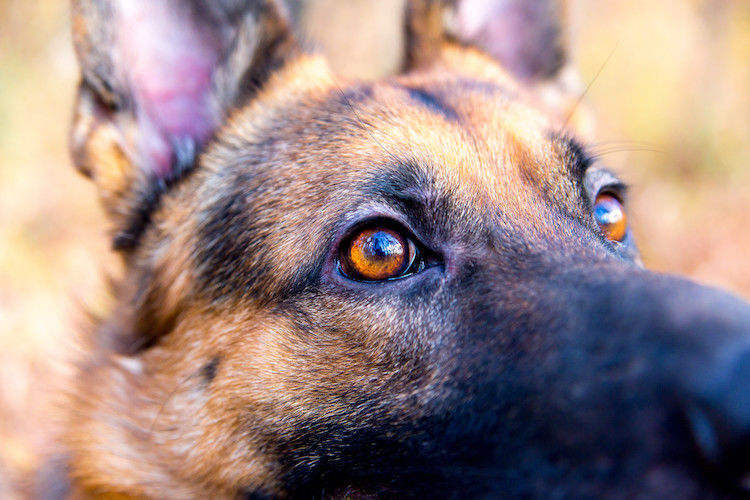 Le glaucome chez le chien