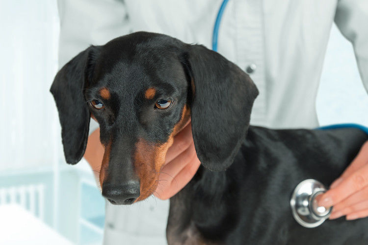 Soigner l&rsquo;hépatite chez le chien