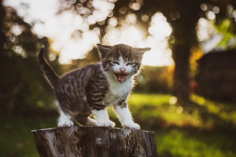 Dentition du chaton : tout ce que vous devez savoir